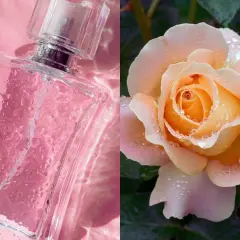 Szklana buteleczka perfum w różowym odcieniu i delikatna brzoskwiniowa róża z kroplami rosy. Zapach róży akordy zamknięte w eleganckiej kompozycji.