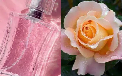 Szklana buteleczka perfum w różowym odcieniu i delikatna brzoskwiniowa róża z kroplami rosy. Zapach róży akordy zamknięte w eleganckiej kompozycji.