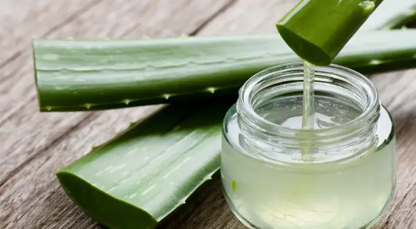 Świeży żel z aloesu kapie z liścia do słoiczka. Naturalny kosmetyk, aloes na rzęsy, gotowy do użycia.