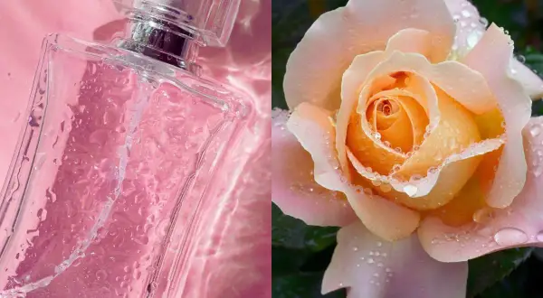 Szklana buteleczka perfum w różowym odcieniu i delikatna brzoskwiniowa róża z kroplami rosy. Zapach róży akordy zamknięte w eleganckiej kompozycji.