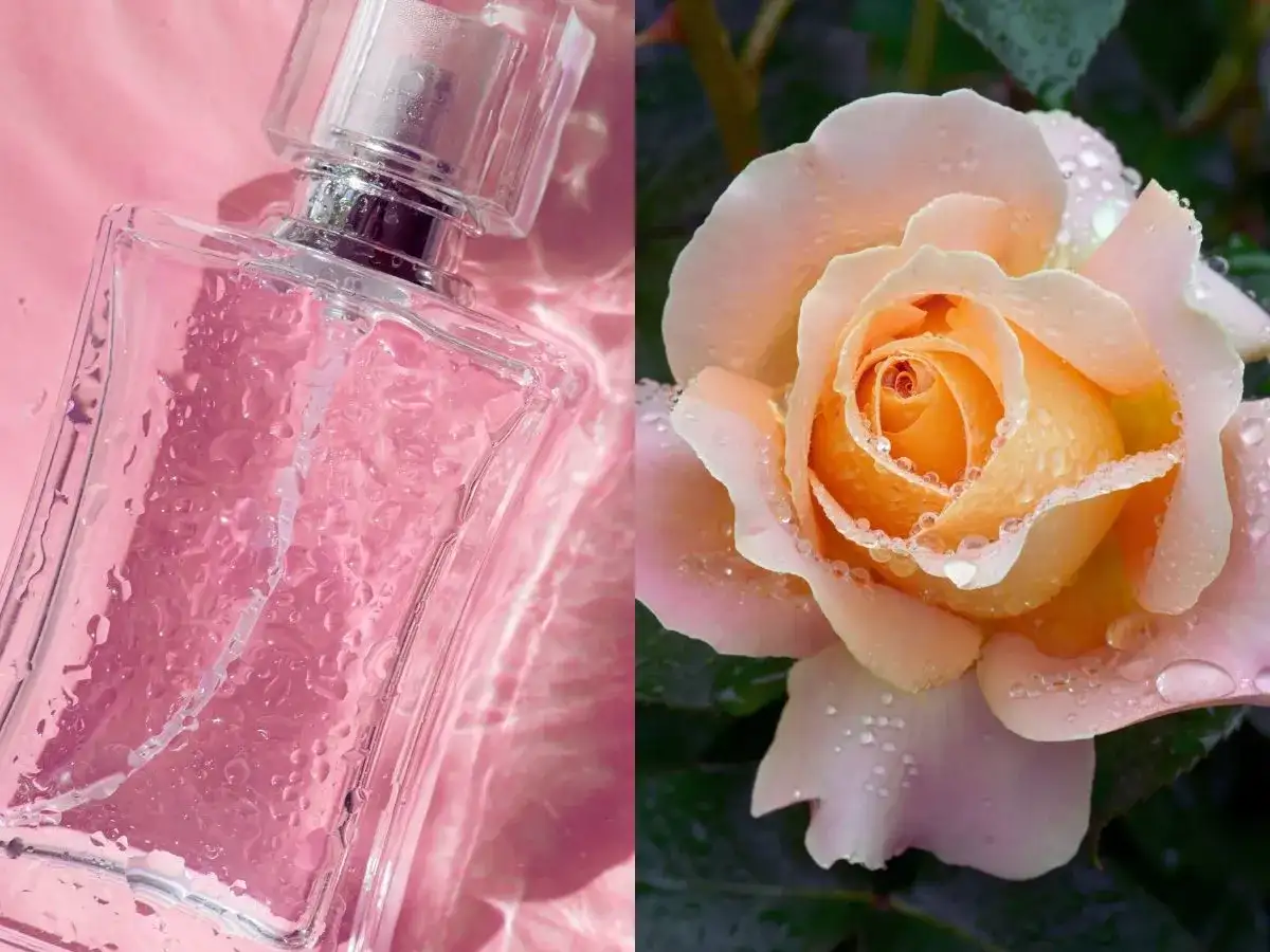 Róża w perfumach - jak wybrać idealny zapach dla siebie?