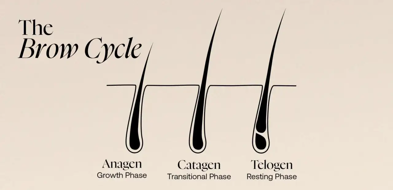 Cykl brwi: Anagen (wzrost), Katagen (przejściowa), Telogen (spoczynek). Ilustracja pokazuje, jak szybko rosną brwi.